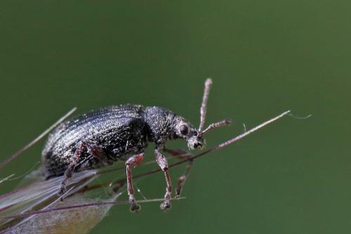 Réf. 303 681 : Phyllobius pyri